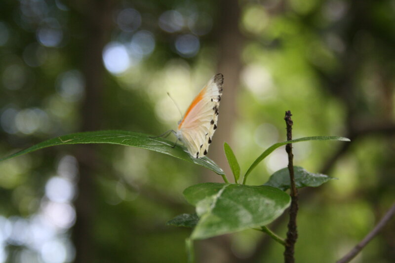 Butterfly on Green Leaf — Serene, Afternoon, Photograph