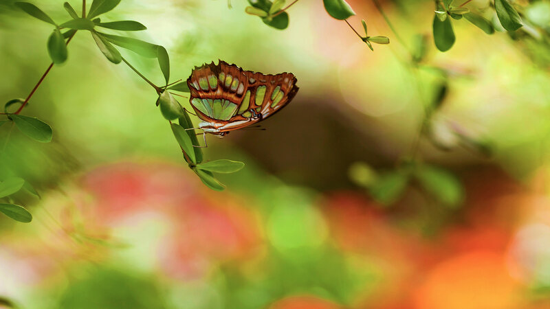 Butterfly on Green Leaf — Serene, Afternoon