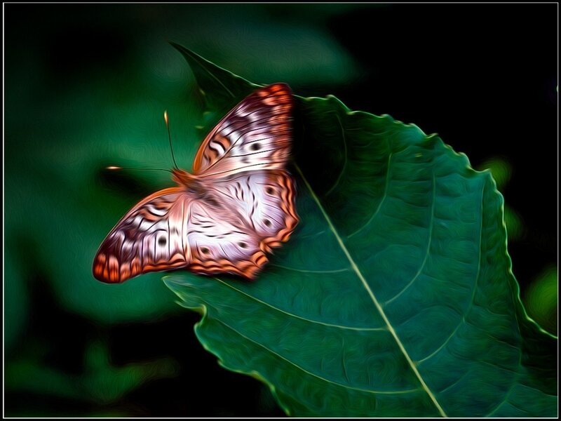 Butterfly on Green Leaf — Serene, Digital Art
