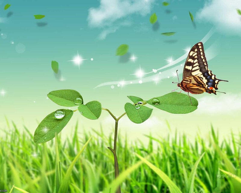 Butterfly on Green Leaf — Serene, Morning