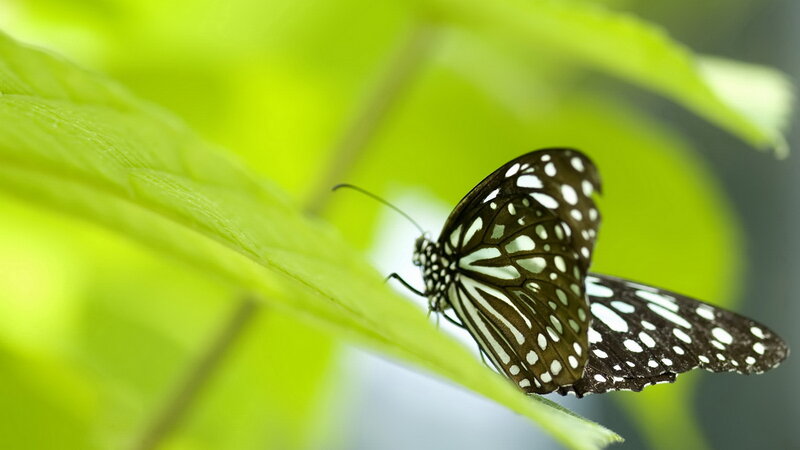 Butterfly on Green Leaf — Serene, Photograph, Antennae