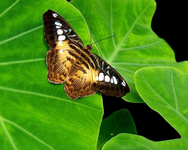 Butterfly on Green Leaf — Serene, Photograph, Black Background