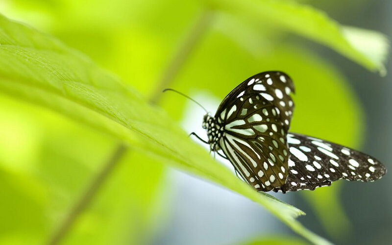 Butterfly on Green Leaf — Serene, Photograph