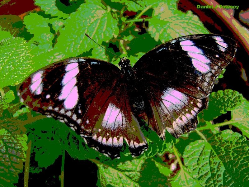 Butterfly on Green Leaf — Vibrant, Digital Art