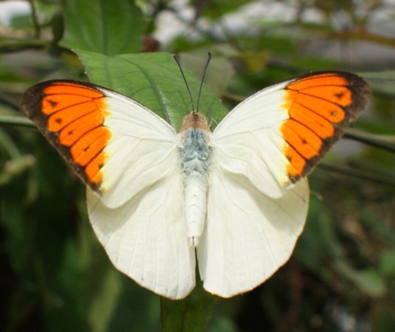 Butterfly on Green Leaf — White, Calm