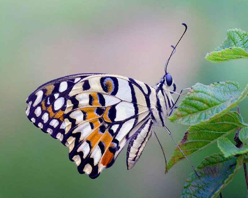Butterfly on Green Leaf — White