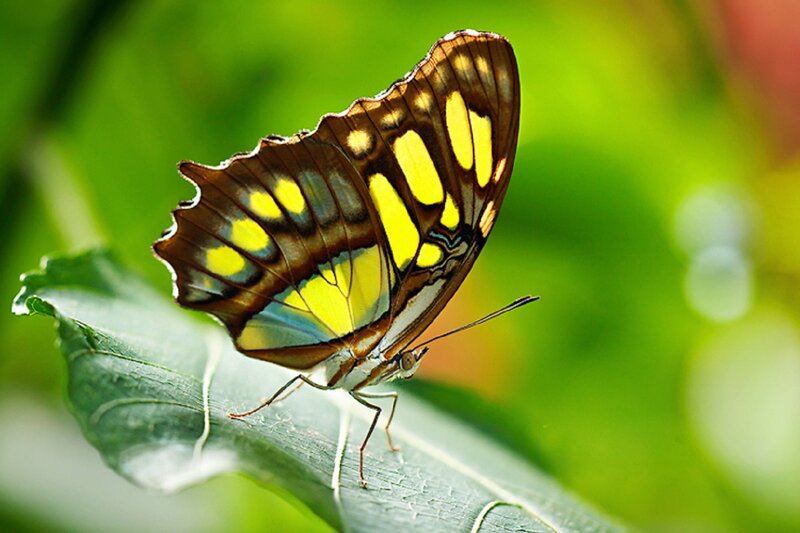 Butterfly on Green Leaf — Yellow, Serene