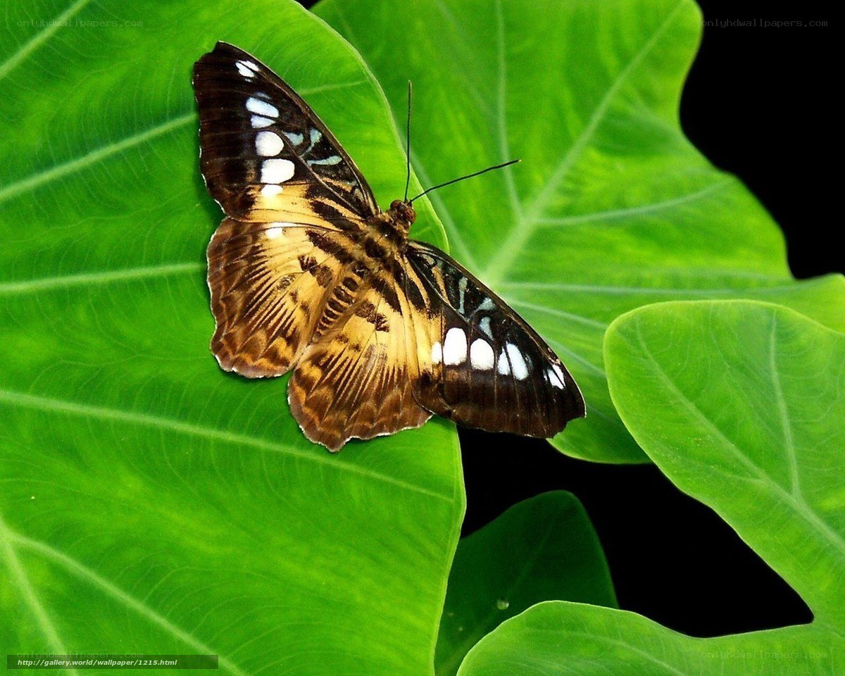 butterfly on green leaf