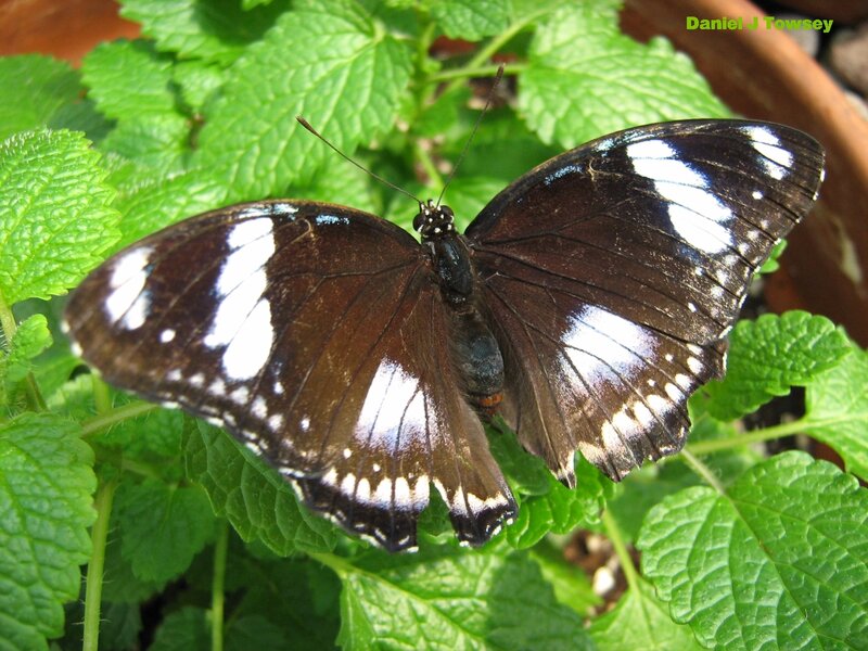 butterfly on green leaves