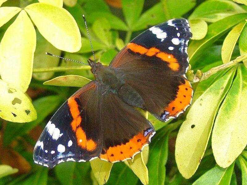 butterfly on green leaves