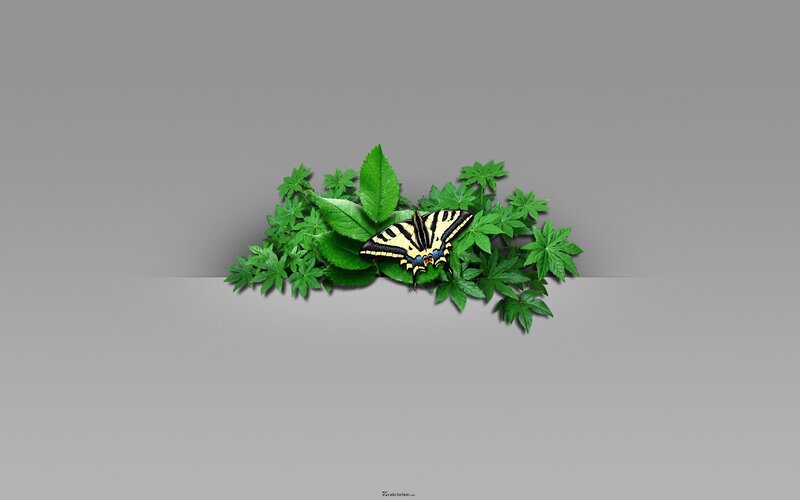 butterfly on green leaves
