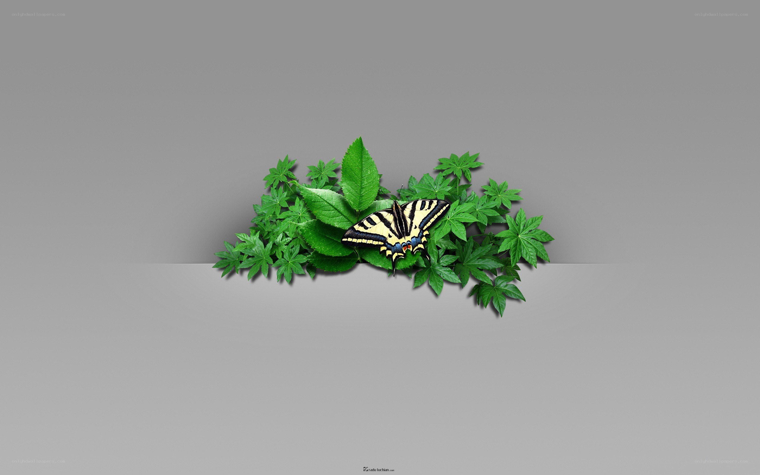 butterfly on green leaves