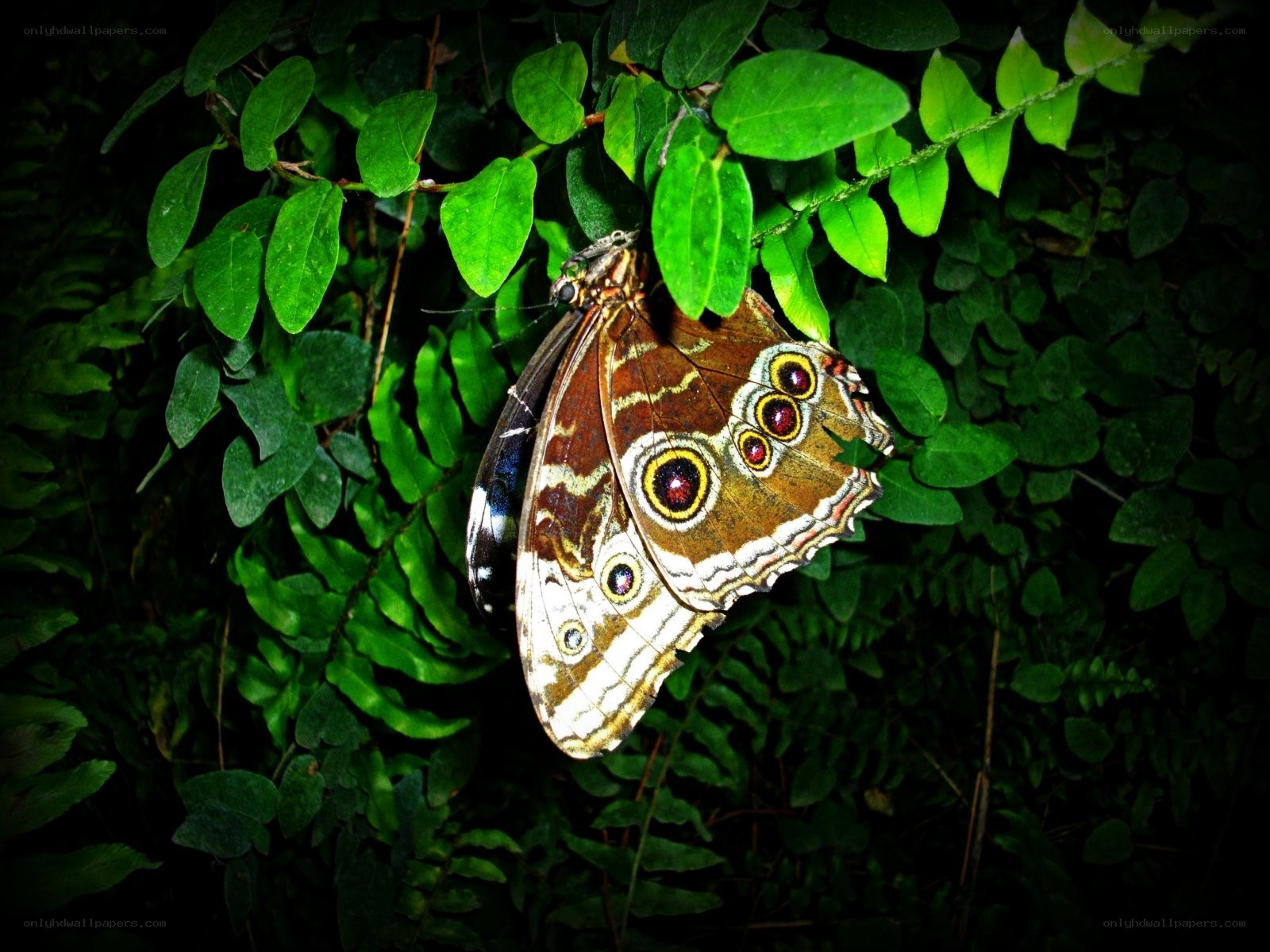 Butterfly on green leaves