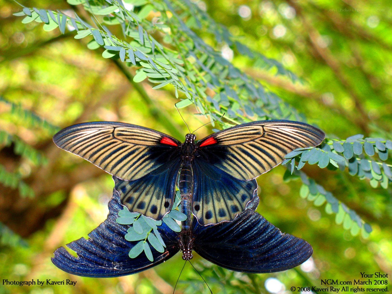 Butterfly on green leaves