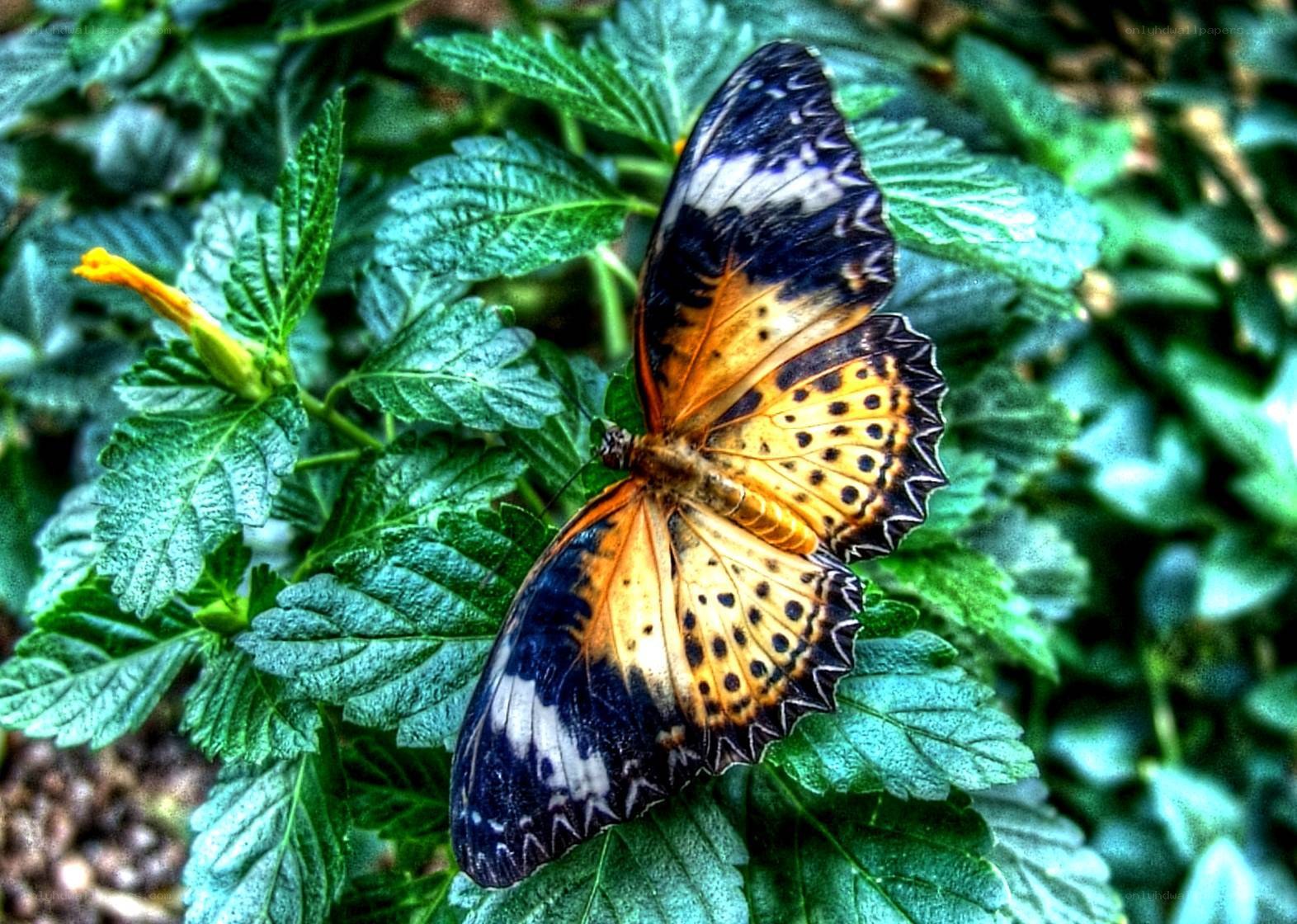butterfly on green leaves