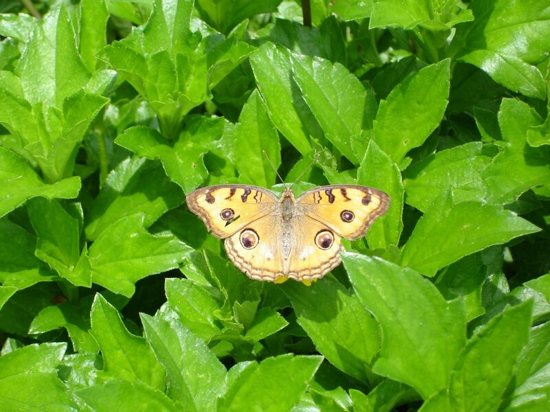 Butterfly on Green Leaves — Calm