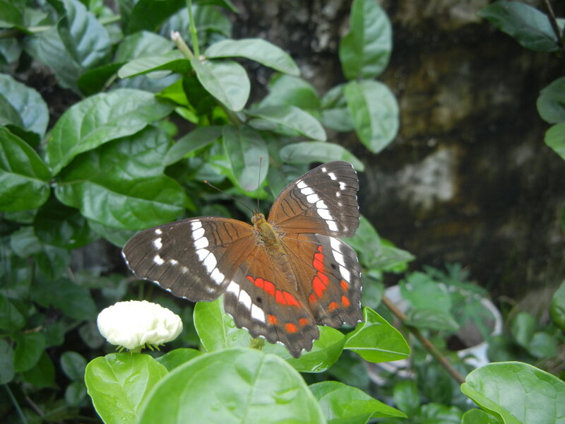 Butterfly on Green Leaves — Natural