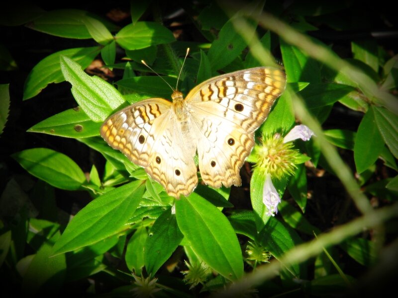 Butterfly on Green Leaves — Serene, Afternoon