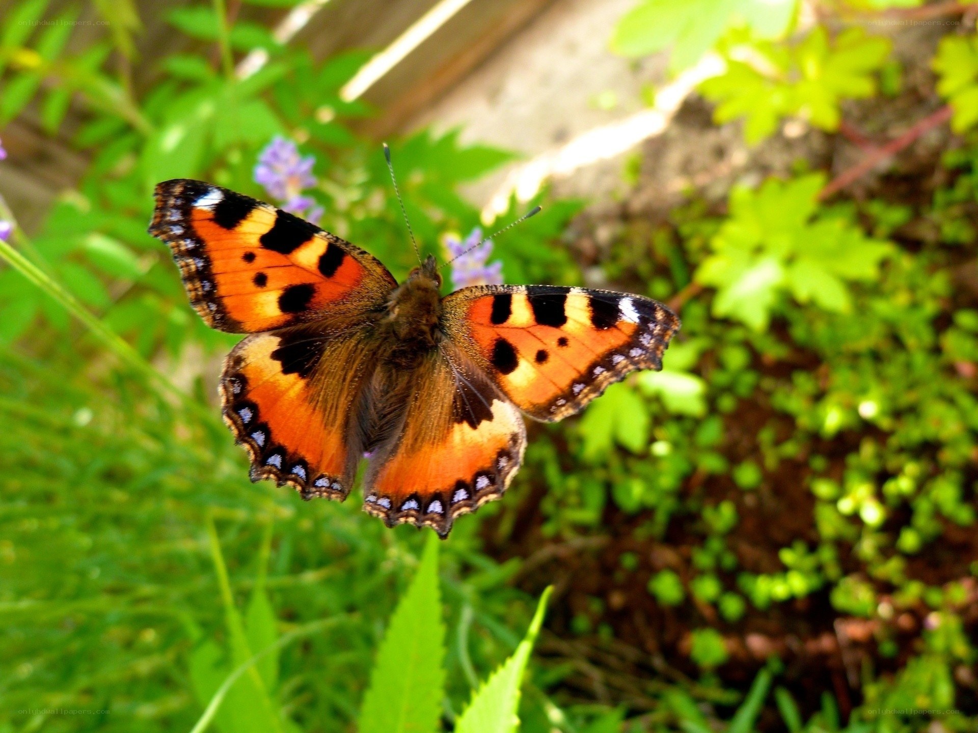 butterfly on green leaves