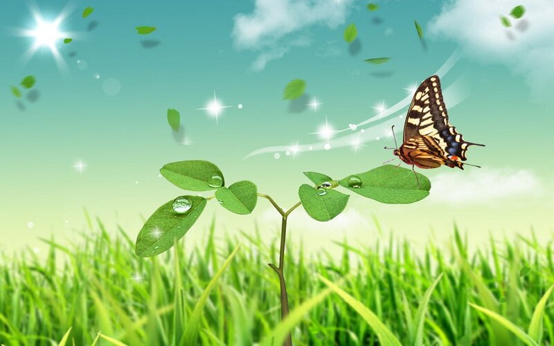 butterfly on green plant