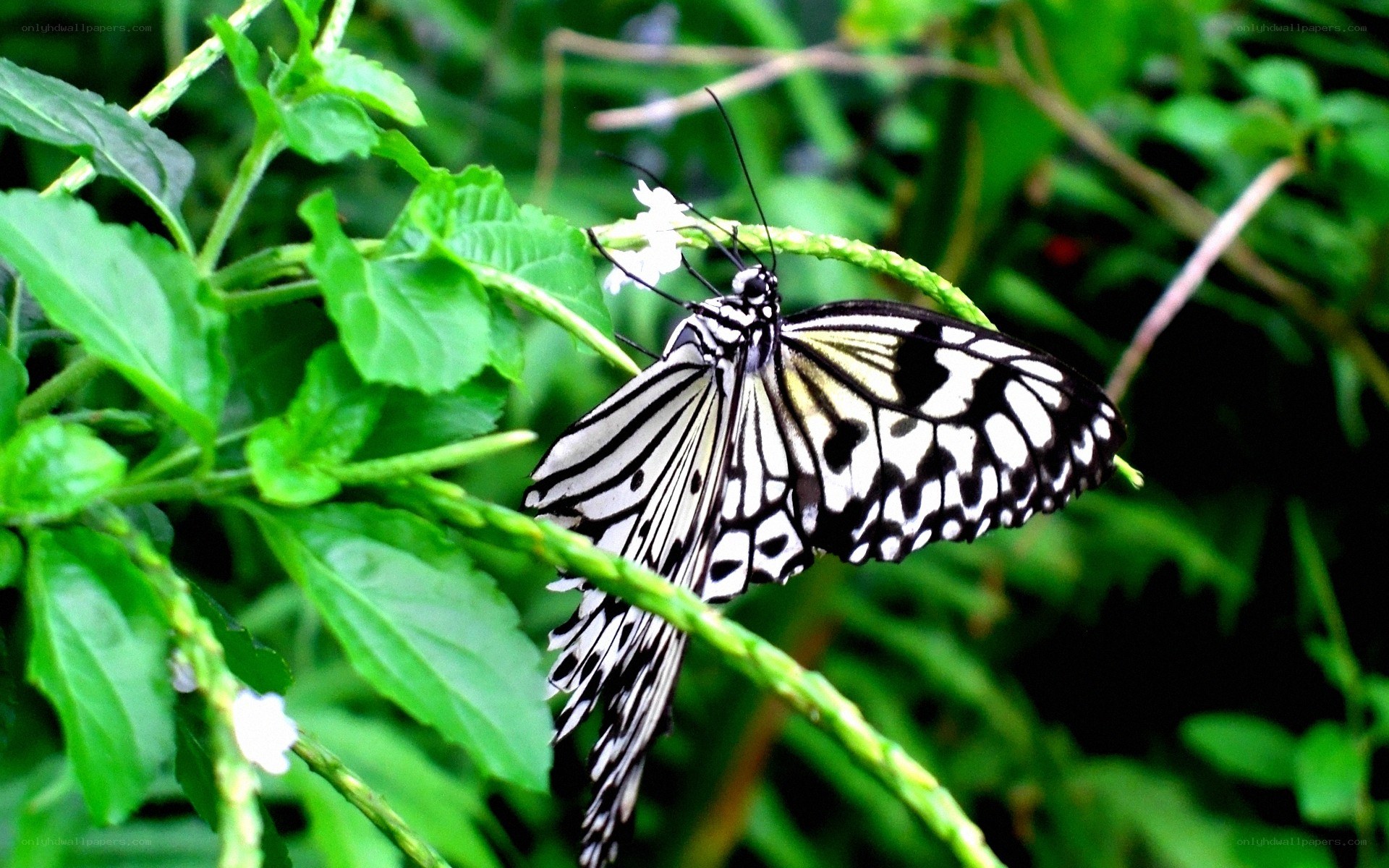 Butterfly on green plant
