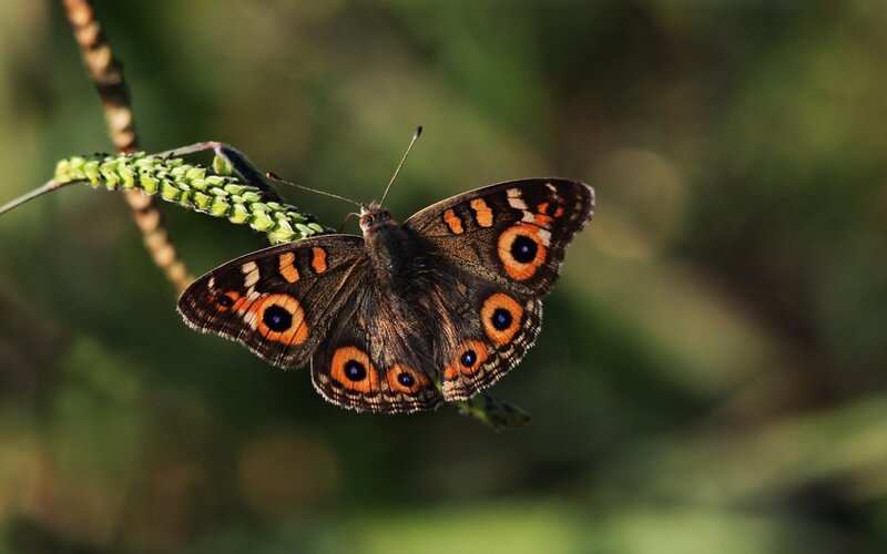 Butterfly on green plant