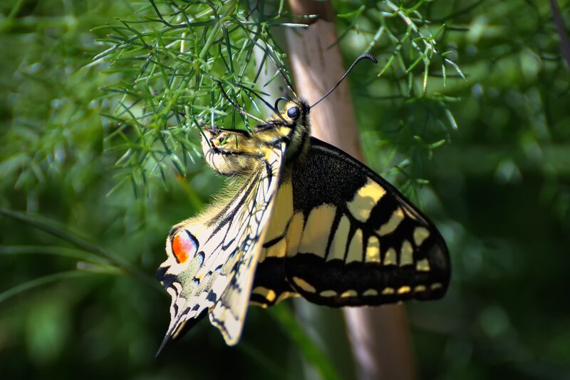 butterfly on green plant