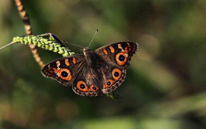 Butterfly on Green Plant — Brown, Calm