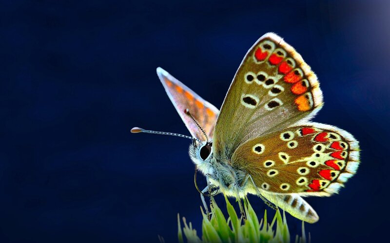 Butterfly on Green Plant — Brown