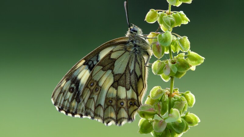 Butterfly on Green Plant — Calm, Afternoon, Photograph