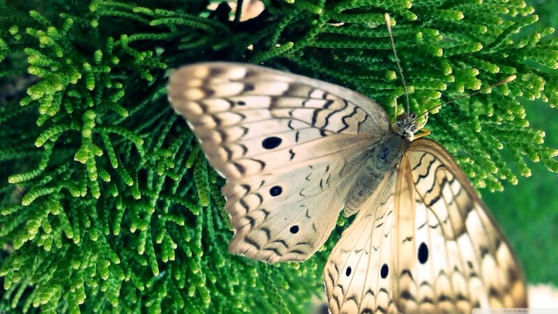 Butterfly on Green Plant — Calm, Afternoon