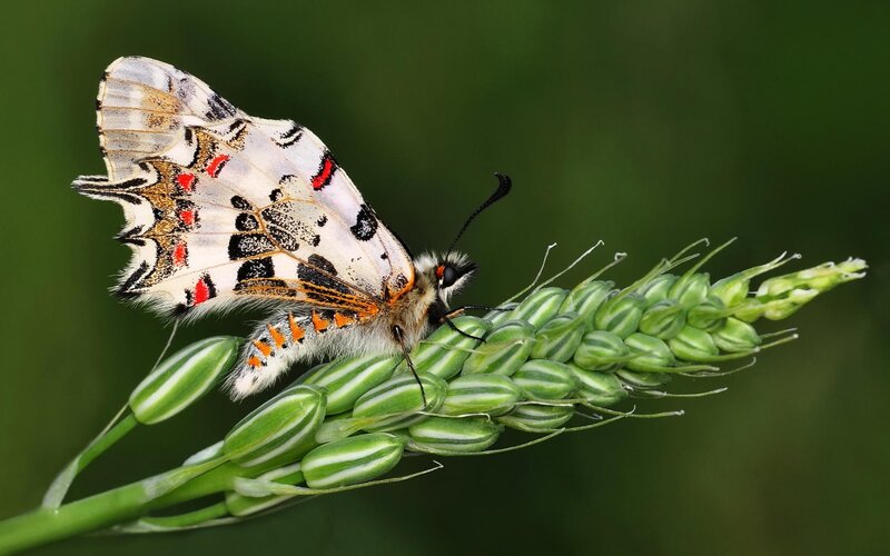 Butterfly on Green Plant — Calm