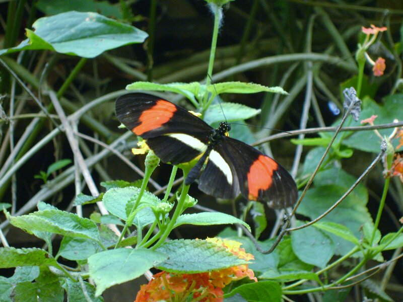 Butterfly on Green Plant — Natural