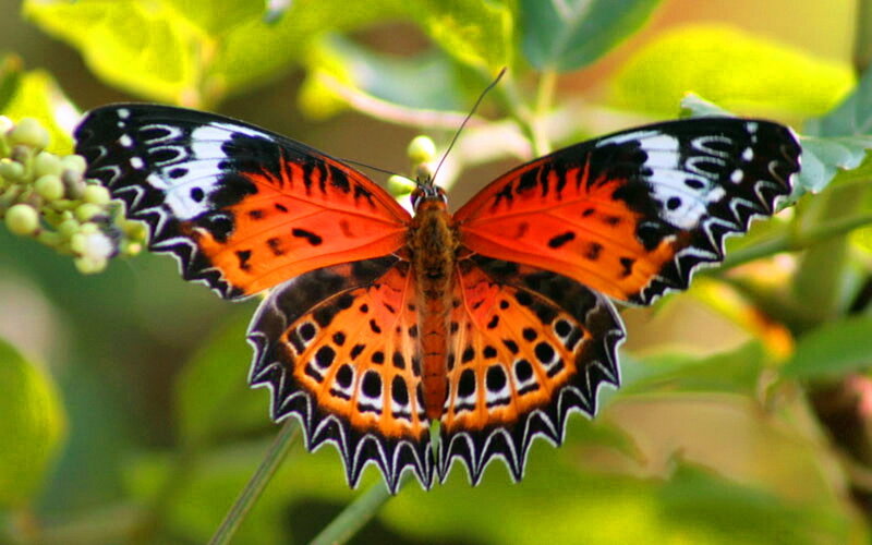Butterfly on Green Plant — Orange