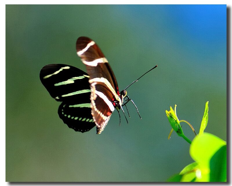 Butterfly on Green Plant — Serene