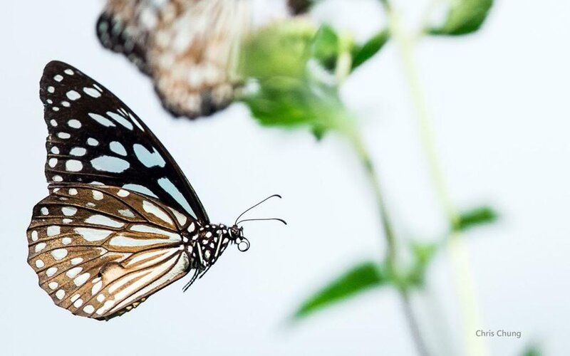 Butterfly on Green Plant — White