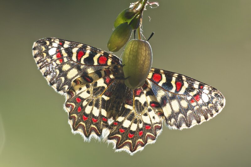 Butterfly on Green Pod