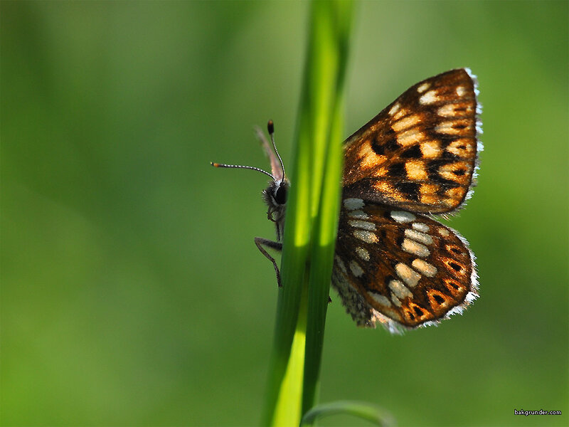 Butterfly on Green Stem