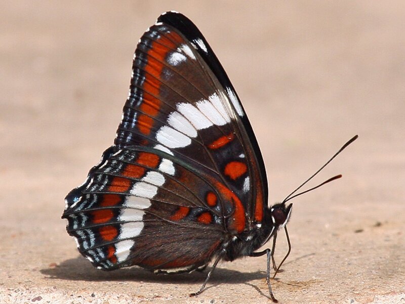 Butterfly on Ground — Black