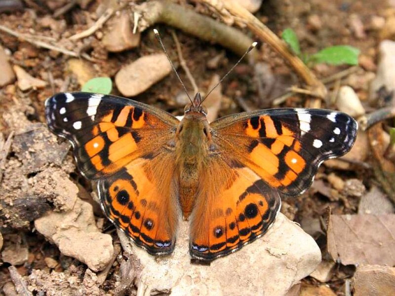 Butterfly on Ground — Orange, Natural