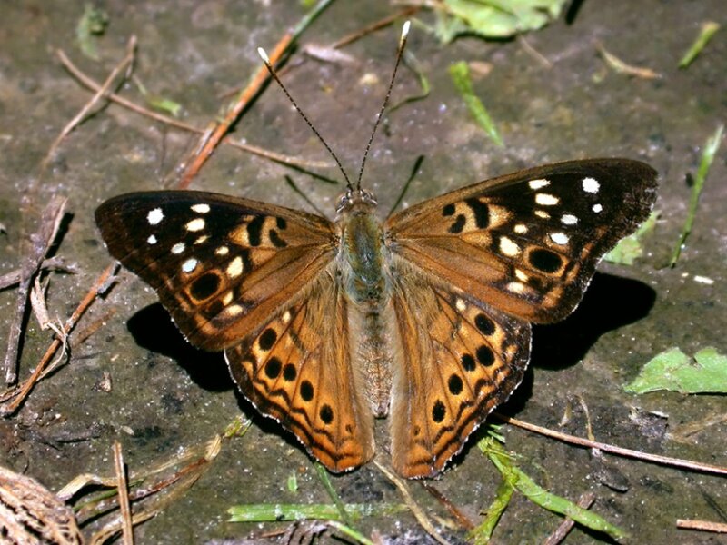 Butterfly on Ground