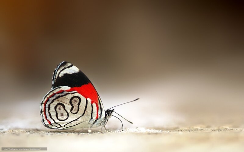 Butterfly on Ground — White, Calm