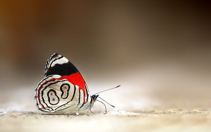 Butterfly on Ground — White