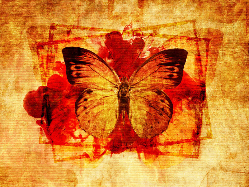 butterfly on grunge background