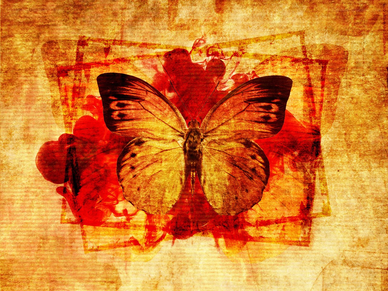 butterfly on grunge background