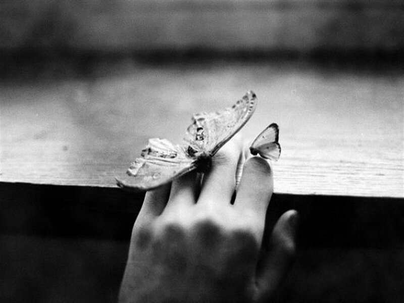 Butterfly on Hand — Black, Calm