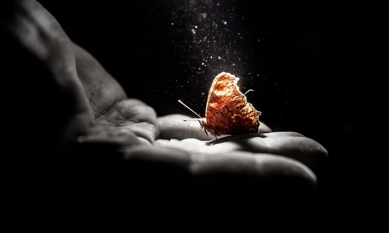 Butterfly on Hand — Black, Dramatic