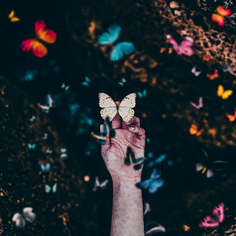 Butterfly on Hand — Black, Serene, Night