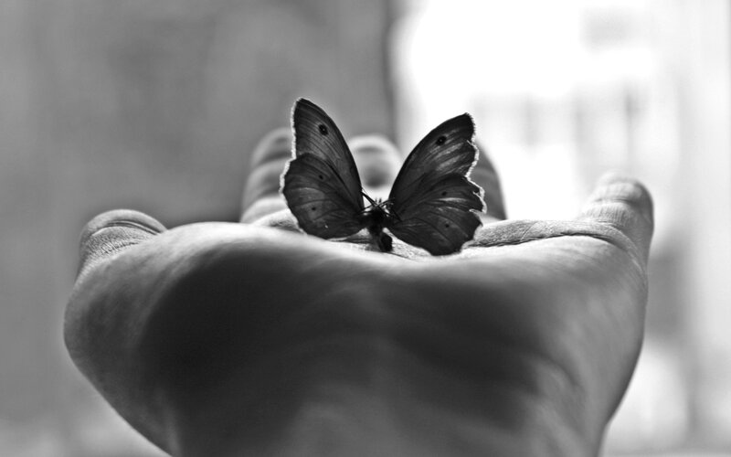 Butterfly on Hand — Black, Serene, Photograph