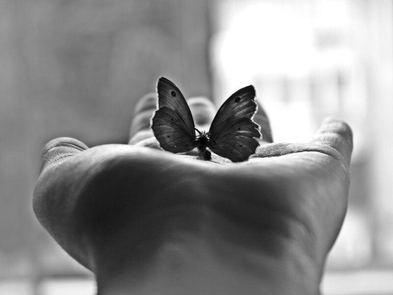 Butterfly on Hand — Black, Serene, Photograph, Window